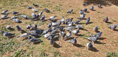 A flock of pigeons eat on the lawn in the Park on a Sunny day. Panorama.