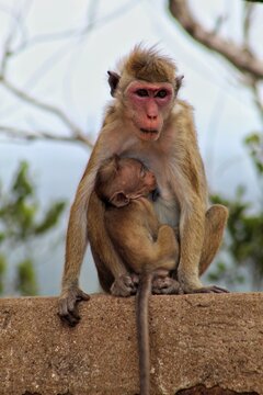 Mother's Love. Monkey and her beby