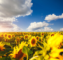 Obraz premium Picturesque scene of bright yellow sunflowers with white fluffy clouds on a sunny day. Location place Ukraine, Europe.