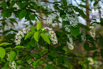 weiße längliche Blüten