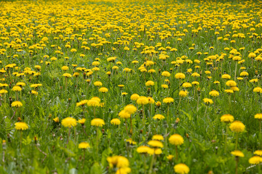 Blooming, yellow dandelions. A field of dandelions. Summer day. Background image.