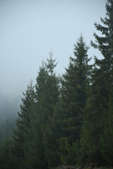 pine trees in the mountains