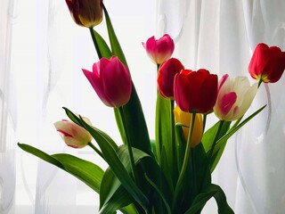 beautiful tulips colorful bouquet flowers 