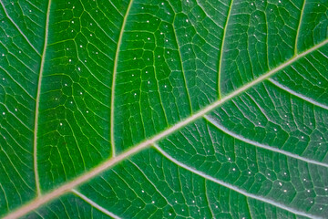 Details of green leaf used as background or wallpaper.