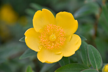 Obraz premium yellow flower