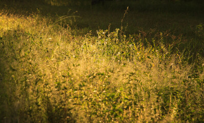 Grass, vegetation and sun rays in tropical field