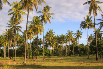 Palm trees on green field in warm afternoon light
