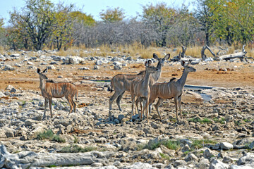 Naklejka premium Impalas in der trockenen steinigen Wüste des Etosha Nationalparks 