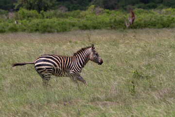 Fototapeta na wymiar Running young zebra in the grass in Kenya.