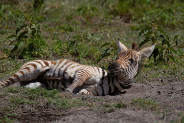 Young zebra doing it's first steps and playing around on the grass.
