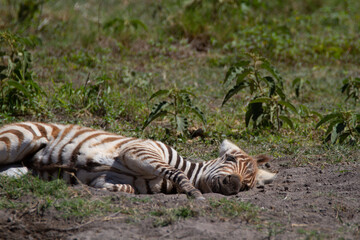 Young zebra doing it's first steps and playing around on the grass.
