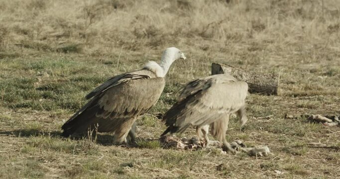 Buitre com&radic;&int;n (Gyps fulvus)