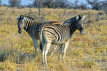 Zebras im Etoscha- Nationalpark in Namibia