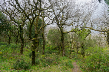 Fototapeta na wymiar Bosque jurásico en el interior del parque natural de los alcornocales, Andalucía