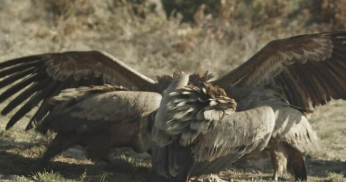 Buitre com&radic;&int;n (Gyps fulvus)