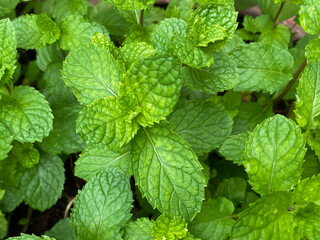Fototapeta na wymiar Group of mint leaves as background concept, Thai herb plants
