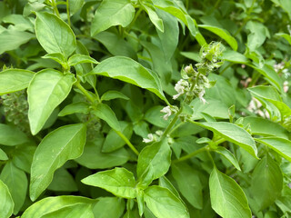 Hairy basil leaves and branches, Thai herb and ingredient