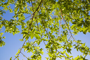 Fototapeta premium Trees in a park
