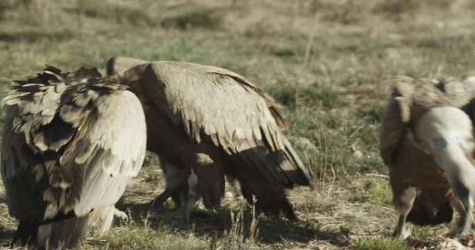 Buitre com&radic;&int;n (Gyps fulvus)