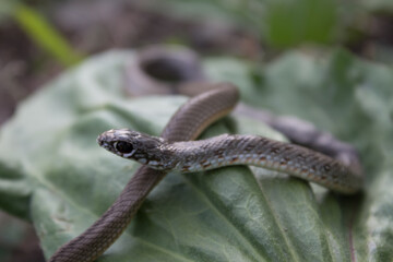  Beautiful snake with black eyes and a pattern on the back with a light abdomen in the natural day