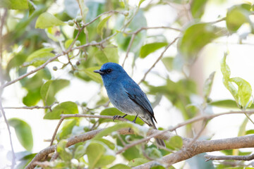 Nilgiri Flycatcher, Eumyias albicaudatus, Male, India