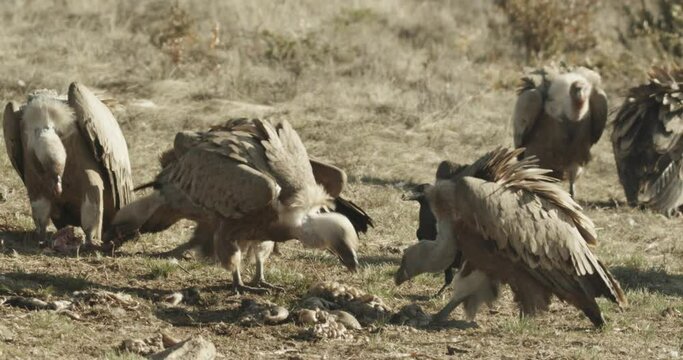 Buitre com&radic;&int;n (Gyps fulvus)