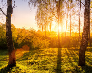 Sunrise or sunset in a spring birch forest with rays of sun shining through tree trunks by shadows...