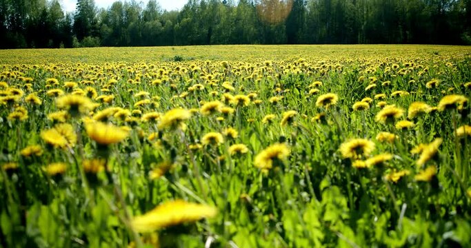 A yellow flowers is standing on a lush green dandelions field.