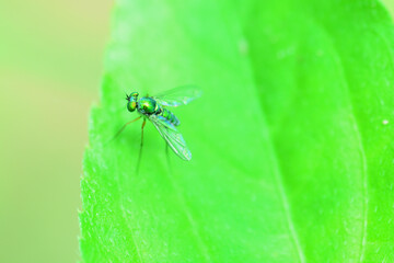 Dragonflies climbing grass
