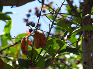 Leaves on branches