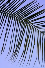 Fototapeta premium close up of palm leaves