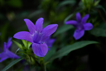 Bellflowers Bavaria Blue, nature background, balloon flower, Platycodon grandiflorus,
