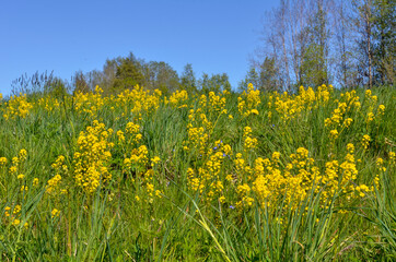 Field of yellow flowers