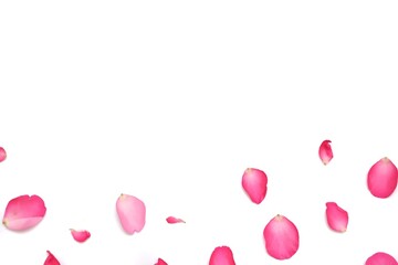 In selective focus a group of sweet pink rose corollas on white isolated background for a beautiful flora backdrop 