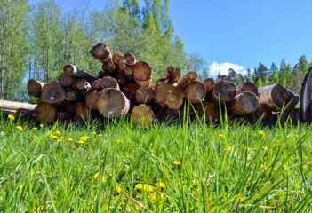 Logs in a field