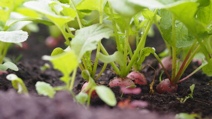 Agricultural vegetable vegetable background.Spring first natural radish grows on a bed in the ground.