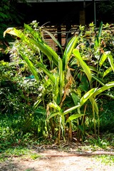 tropical forest in thailand