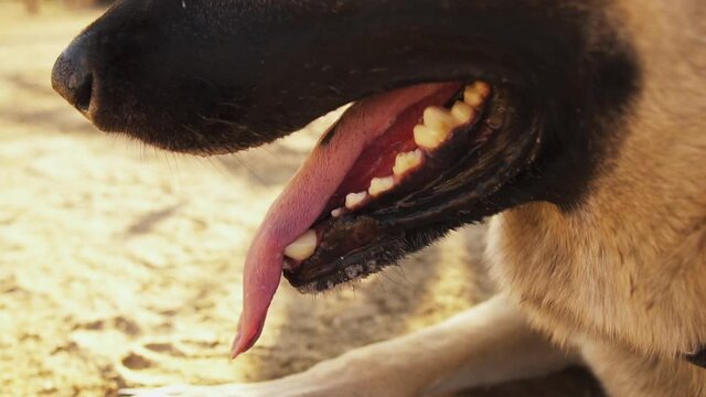 Exhausted thristy dog gasping for water in slow motion 