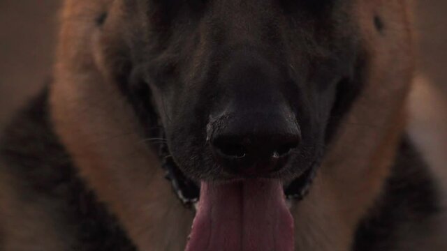 Thirst of a german shepherd dog with tongue gasping
