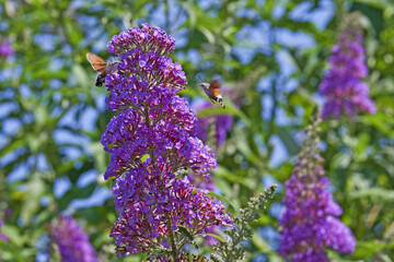Insecte Sphinx colibri