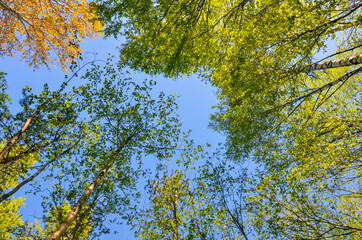 Obraz premium Trees and sky