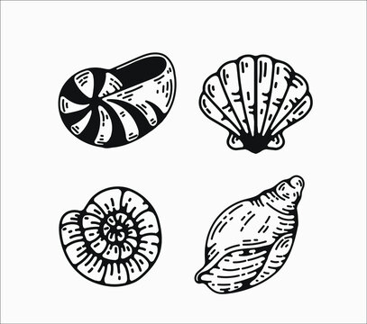 seashell graphic vector illustrations. sea,ocean themed designs, for logos branding and creative projects. flat, simple engraving style vintage illustration elements, design assets.
