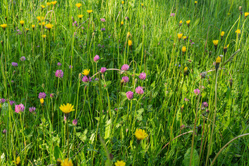 Tussilago farfara medicinal ground springtime flowering herb, group of yellow healthy flowers on stems in sunlight in bloom