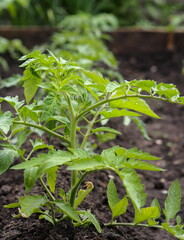Agricultural spring background.Seedlings of tomatoes are planted on a bed in the open ground. We grow tomatoes.