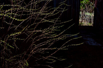 Young green leaves on the shrub.