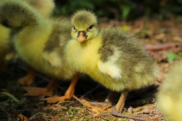Close up of a beautiful yellow fluffy baby gosling in spring resting by the side of of a lake