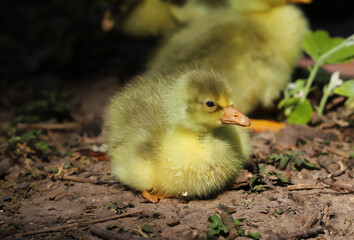 Close up of a beautiful yellow fluffy baby gosling in spring resting by the side of of a lake