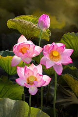 Obraz Różowe Kwiaty Lotosu