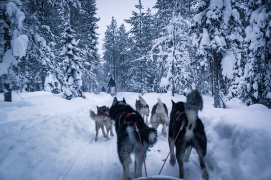 husky adventure in finish lapland during winter