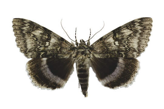 Blue underwing or Clifden nonpareil (Catocala fraxini) moth isolated on white background